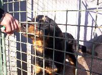 VAR -  
DANGER d'EUTHANASIE pour ELIOTT croisé BEAUCERON Mini_061215111310248812